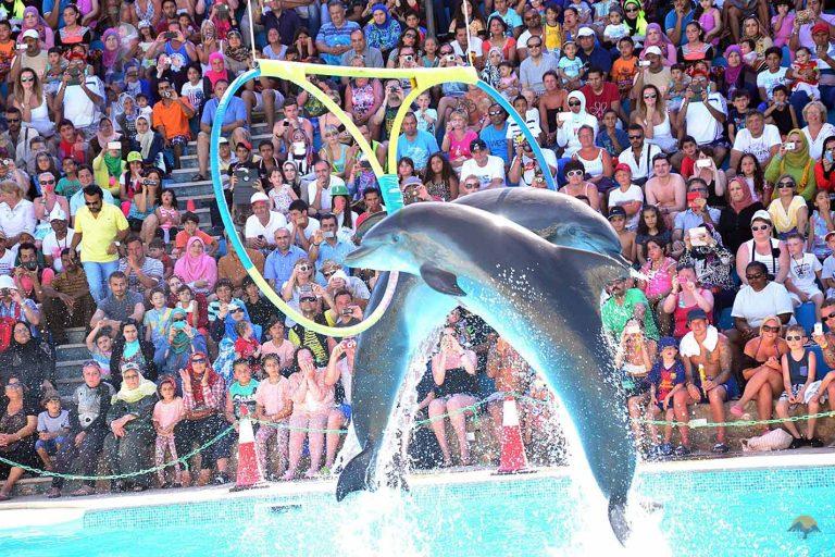 Dolphin show