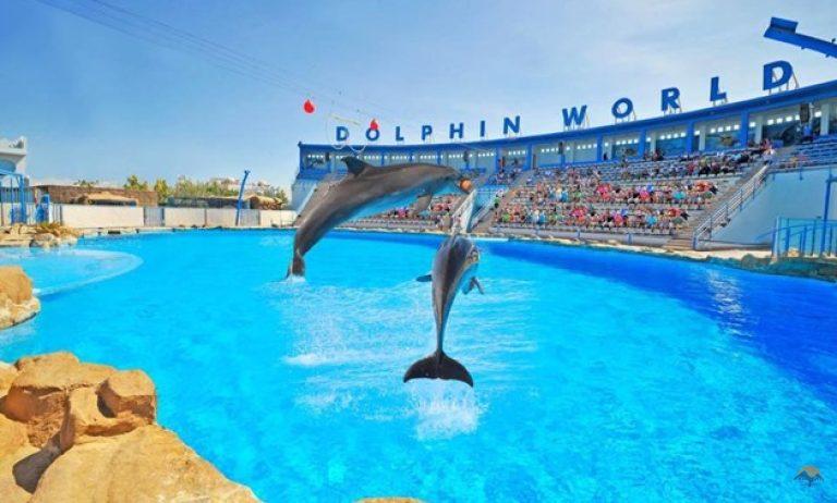 Dolphin show